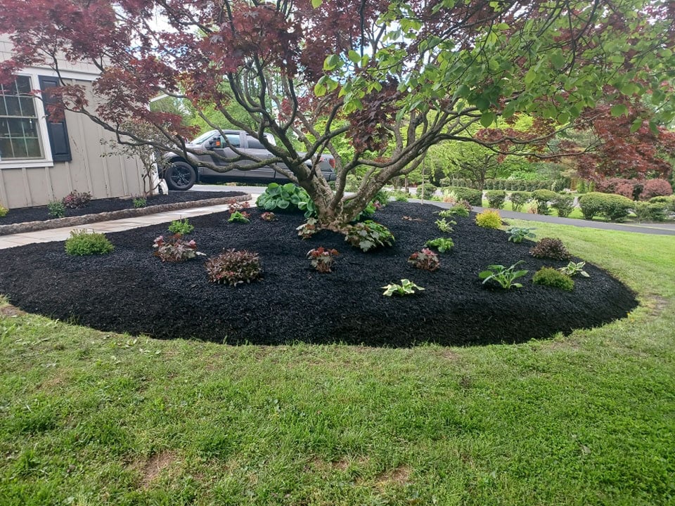 A garden bed with dark mulch surrounds a tree, featuring various small green and purple plants. Thoughtful landscape design highlights the bed, which is bordered by grass, with a house and parked car visible in the background.