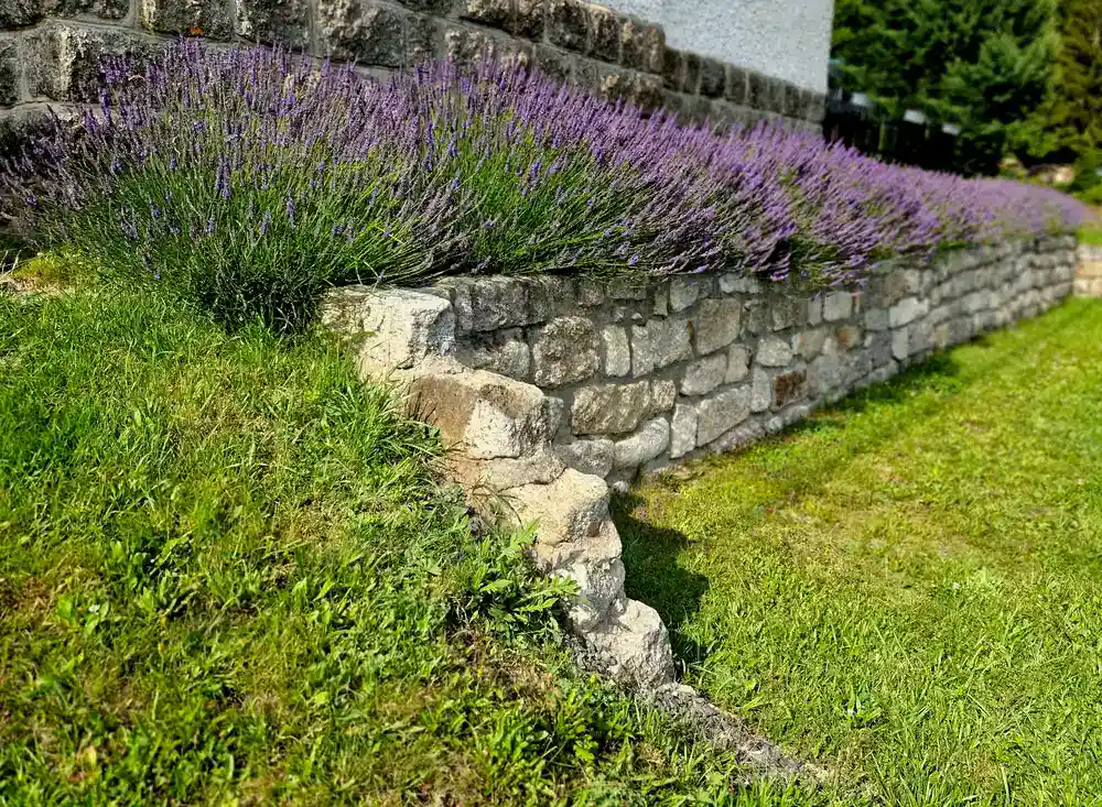 A stone retaining wall with blooming lavender plants on top showcases thoughtful landscape design, set beside a lush green lawn and a charming stone building in the background.
